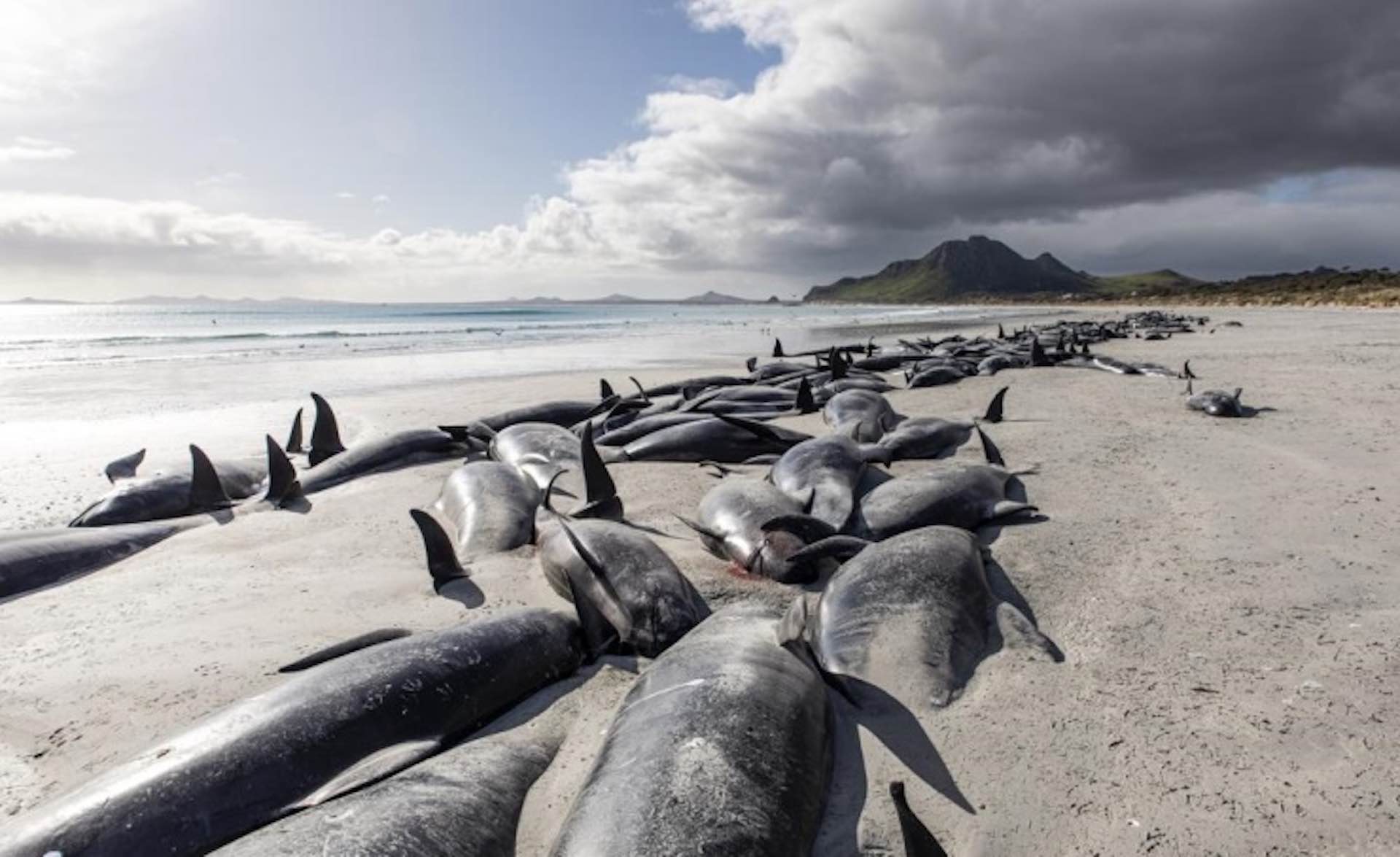 Tragic New Zealand strandings kill 477 whales